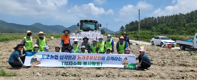 2023년 도초농협임직원과 농가주부모임이 함께하는 감자수확하기 대표 이미지